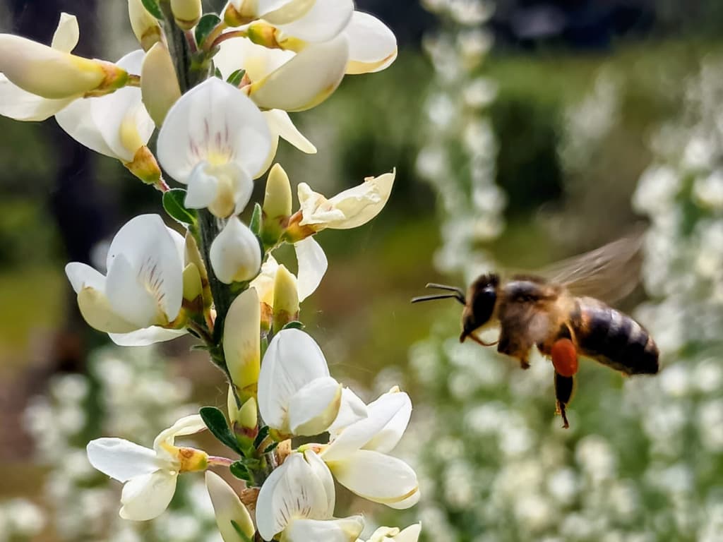 Abeja